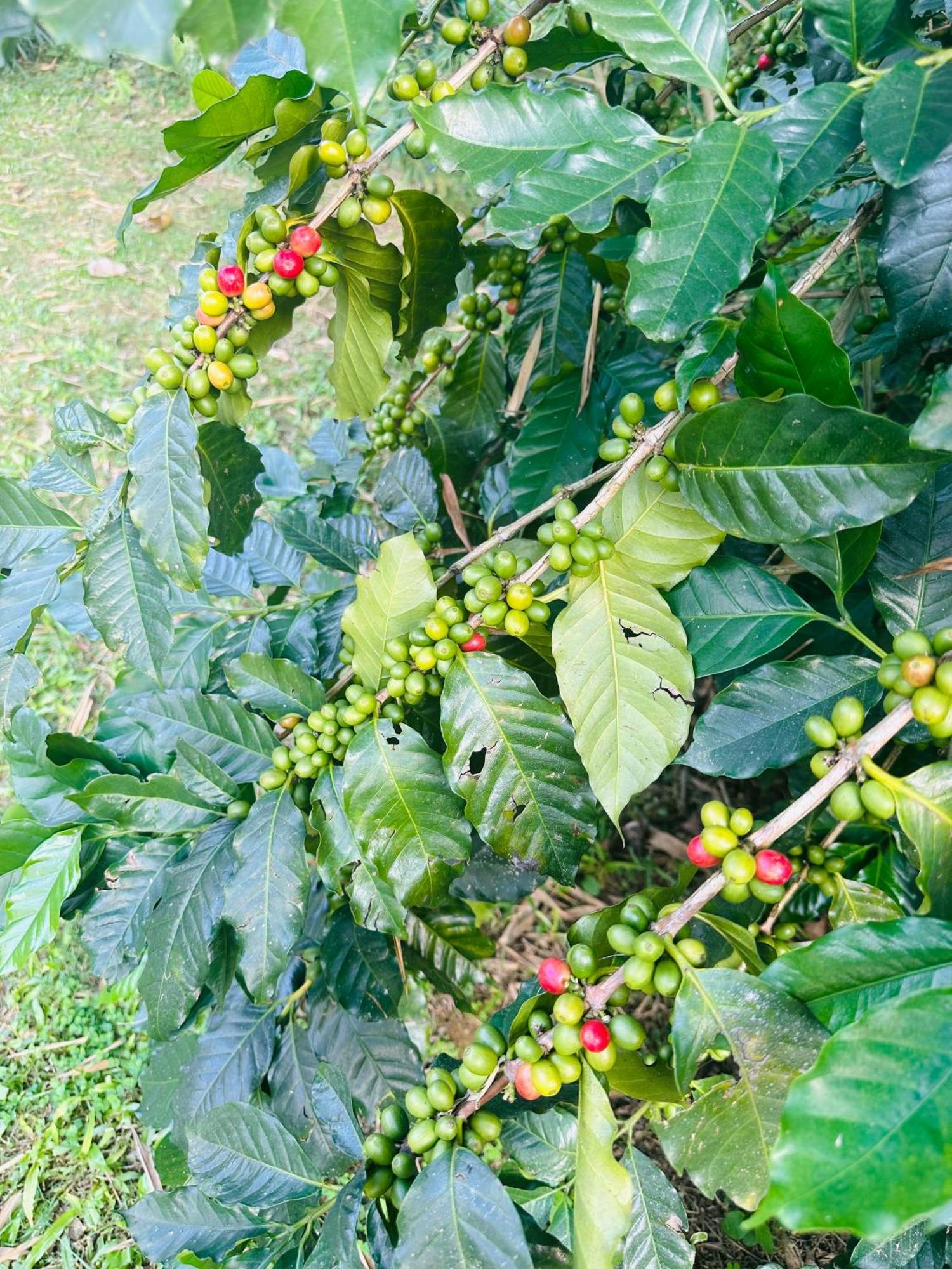 Homeland Forest Villa Pokhara Exterior foto